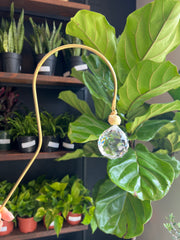 Plant Suncatchers