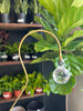 Plant Suncatchers