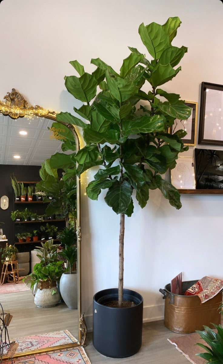 Fiddle Leaf Ficus Tree